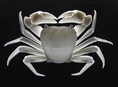 Cart Item (Articulated Crab (Pachygrapsus crassipes)) Thumbnail