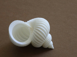 hoover rufflestratus shell - seashell