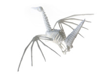 Origami Crane Skeleton Thumbnail