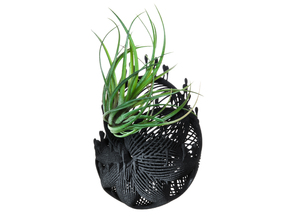 Bulbophyllum Plurispora Planter in Black Natural Versatile Plastic