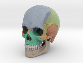 Artist Sculpted Skull For Reference in Full Color Sandstone