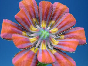 Flower with Stem in Full Color Sandstone