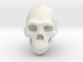 Real Skull : Homo erectus (Scale 1/1) in White Natural Versatile Plastic