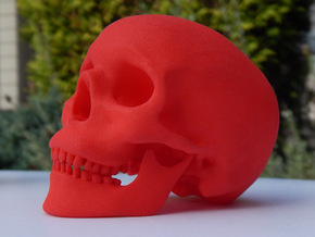 Human Skull -- Small in Red Processed Versatile Plastic