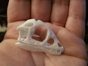 1:1 Scipionyx skull and jaw in White Natural Versatile Plastic