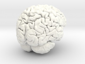 Adult Male Human Brain 40% Scale in White Processed Versatile Plastic