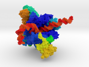 RNA Polymerase I in Natural Full Color Sandstone: Medium
