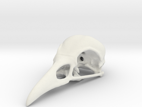 Bird Skull - Micro in White Natural Versatile Plastic