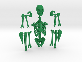 Articulated Skeleton  in Green Processed Versatile Plastic