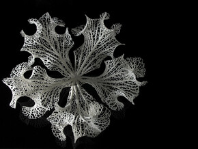 Floraform Sculpture in White Natural Versatile Plastic