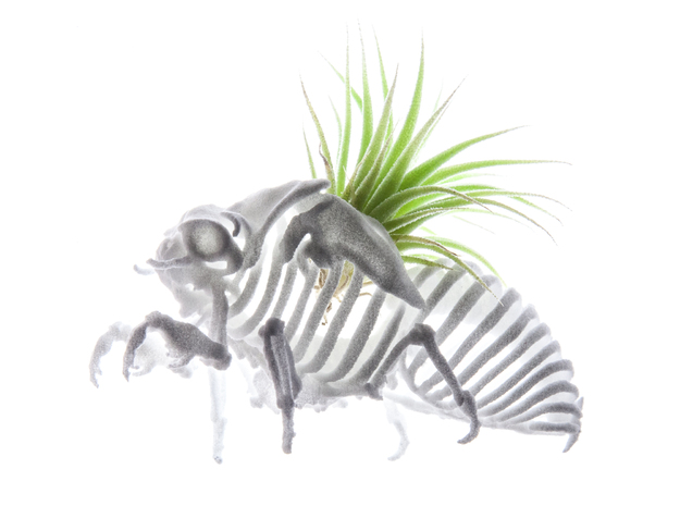 Cicada Nymph Skeleton in White Natural Versatile Plastic