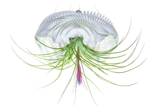 Bulbophyllum Ondulatus Planter in White Natural Versatile Plastic