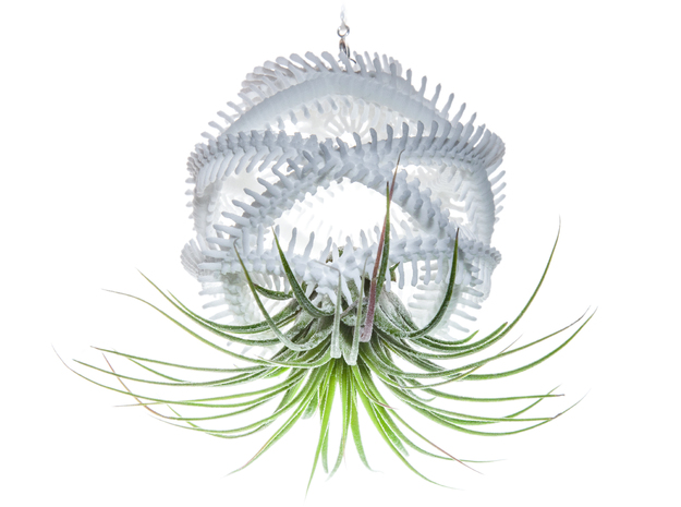 Radiolaria Vertebralia Planter in White Natural Versatile Plastic