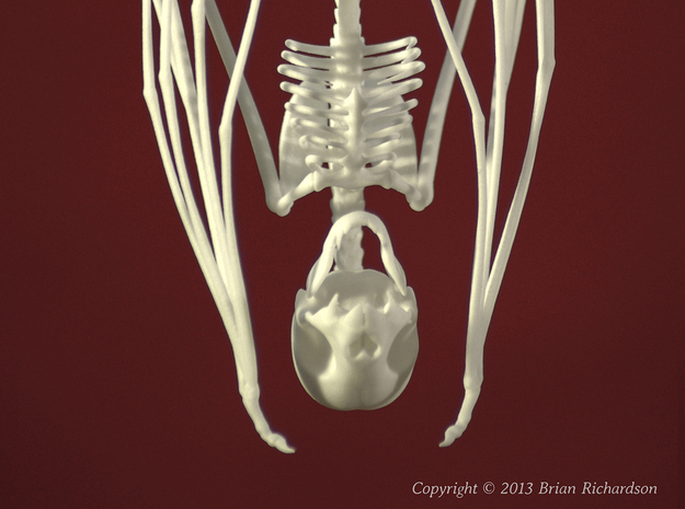 Vampire Bat Skull in White Processed Versatile Plastic