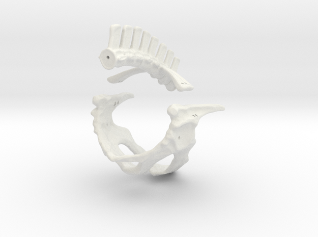 Komodo Hip Skeleton 1:5 Scale in White Natural Versatile Plastic