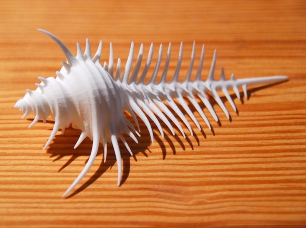 Venus Comb Murex (Murex pecten) in White Processed Versatile Plastic
