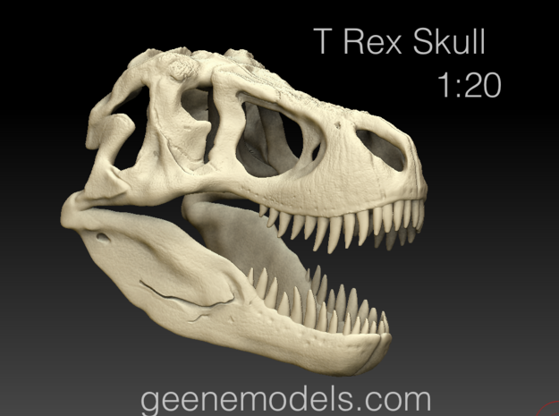 T Rex Skull 1:20  in White Natural Versatile Plastic