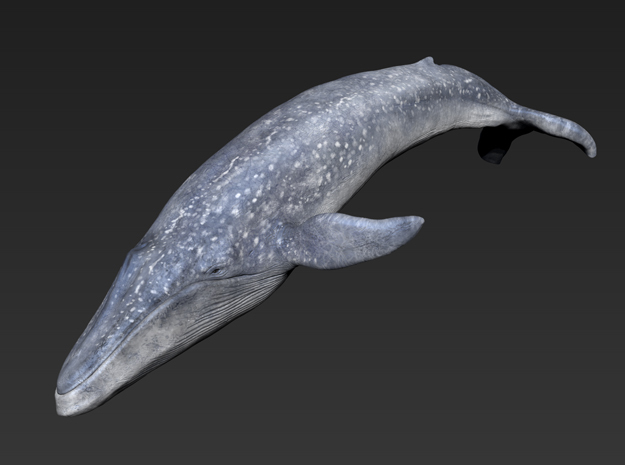 Blue Whale middle size (color) in Glossy Full Color Sandstone