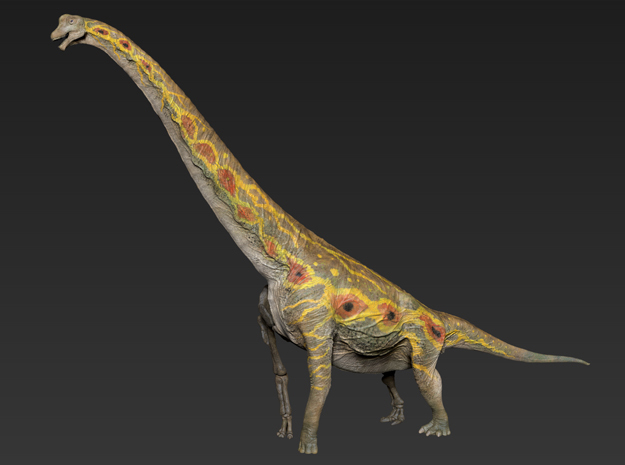 Brachiosaurus Half Skeleton (Large / Extra Large   in White Natural Versatile Plastic: Large