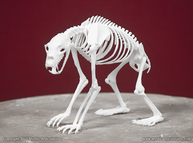 Nandi Bear Skeleton in White Natural Versatile Plastic