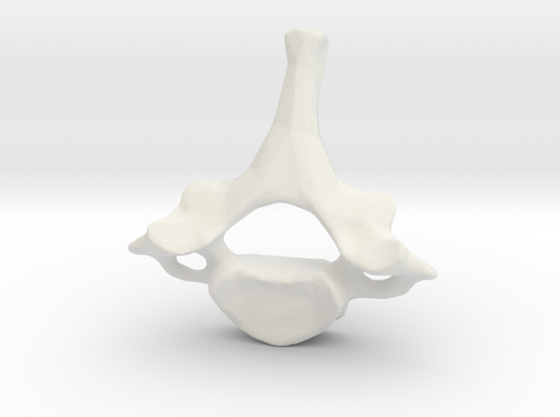 Neck vertebra - C7 in White Natural Versatile Plastic