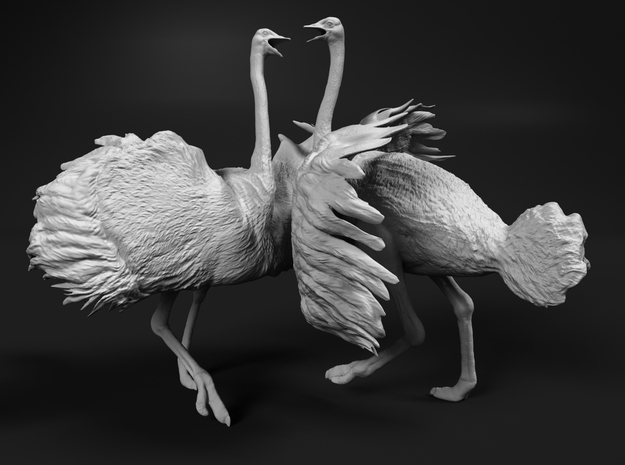 Ostrich 1:25 Fighting Pair in White Natural Versatile Plastic