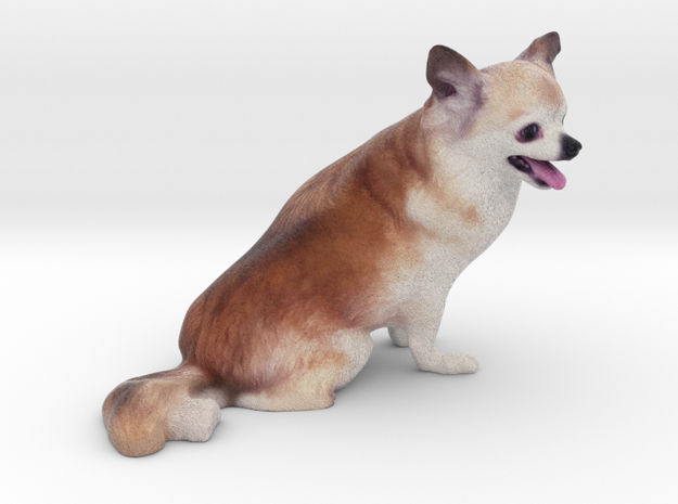 Brown White Long Haired Chihuahua 001 in Full Color Sandstone