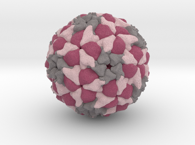 Seneca Valley Virus in Full Color Sandstone