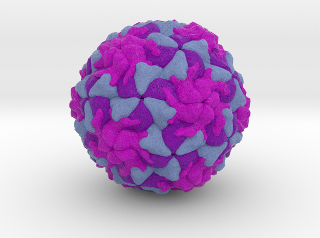 Rhinovirus Serotype 16 in Full Color Sandstone