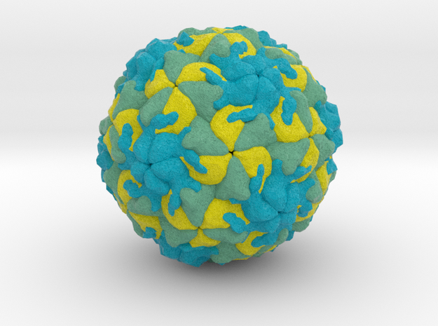 Rhinovirus Serotype 16 in Full Color Sandstone