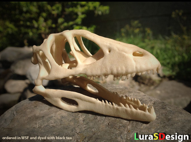  Dino Skull - Raptor Replica in White Natural Versatile Plastic