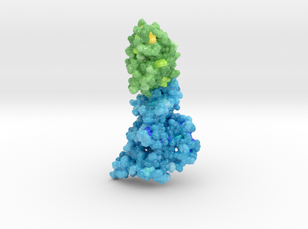 Angiopoietin-2/Tie2 Complex in Glossy Full Color Sandstone: Small