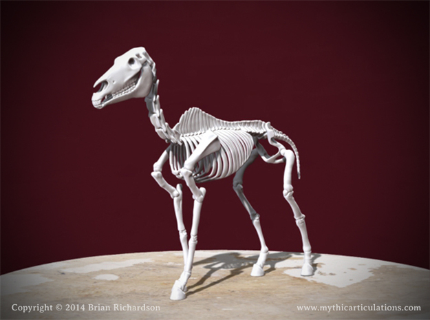 Horse Skeleton in White Natural Versatile Plastic