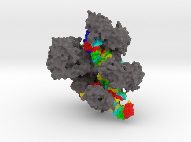 CRISPR-Cas9 (Various Sizes) in Natural Full Color Sandstone: Medium