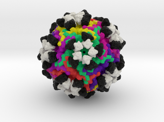 Parvovirus B19 with Antibodies Fab in Natural Full Color Sandstone