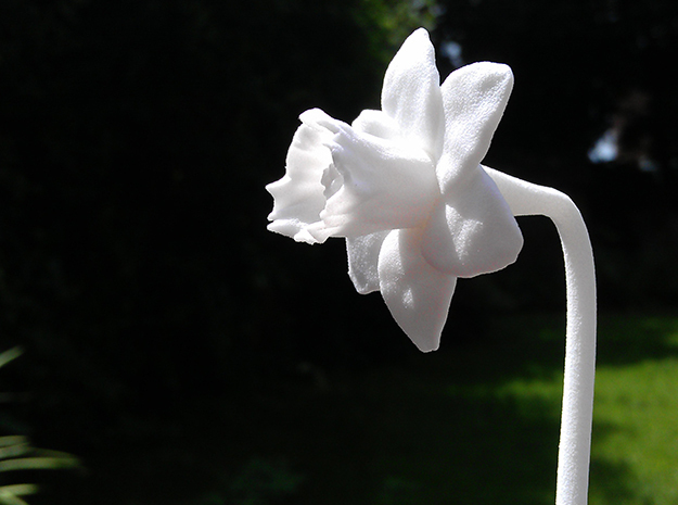 Desktop Daffodil in White Natural Versatile Plastic