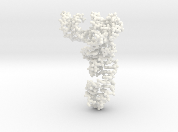 tRNA-Phe small in White Processed Versatile Plastic