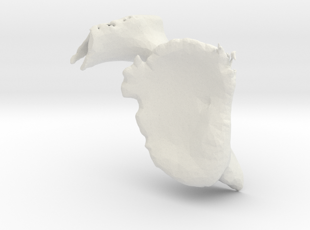 Scapula-Bone in White Natural Versatile Plastic