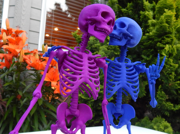 Mr Bones -- Articulated Skeleton
