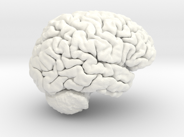 Life Size Young Adult Male Brain in White Processed Versatile Plastic