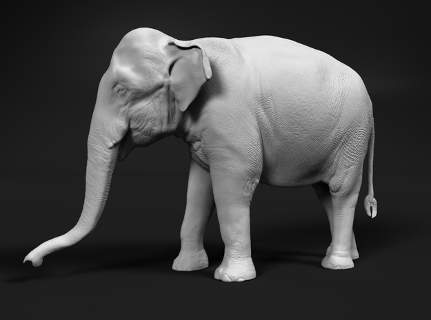 Indian Elephant 1:30 Standing Female 1 in White Natural Versatile Plastic