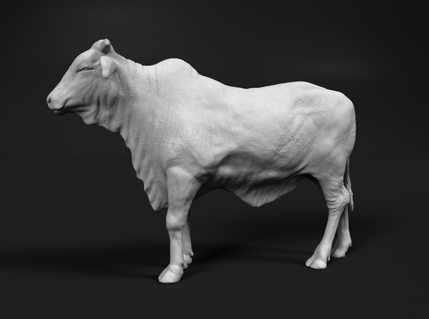 1/2 Brahman x 1/2 Brangus 1:16 Standing Heifer 1 in White Natural Versatile Plastic