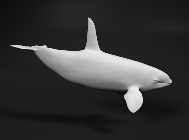 Killer Whale 1:76 Swimming Male in White Natural Versatile Plastic