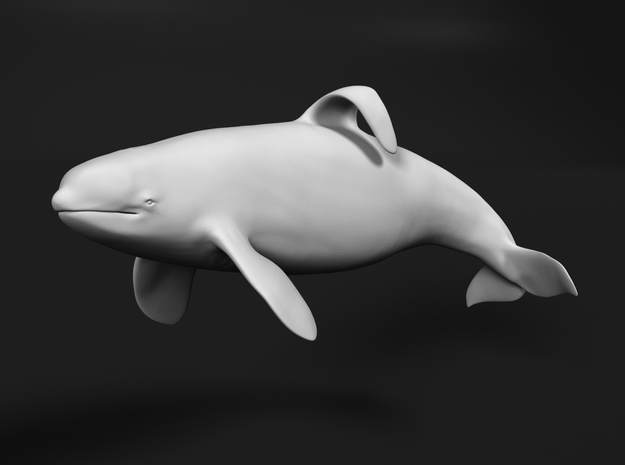 Killer Whale 1:16 Captive male swimming in White Natural Versatile Plastic