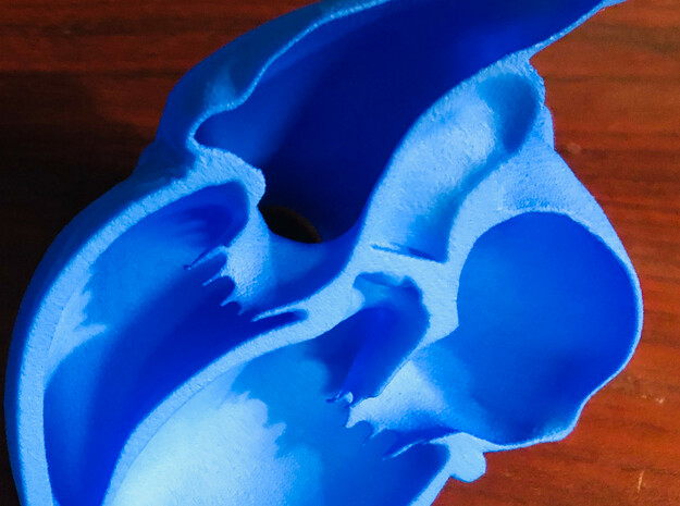 Apical 5 chamber, BOTTOM in Blue Processed Versatile Plastic