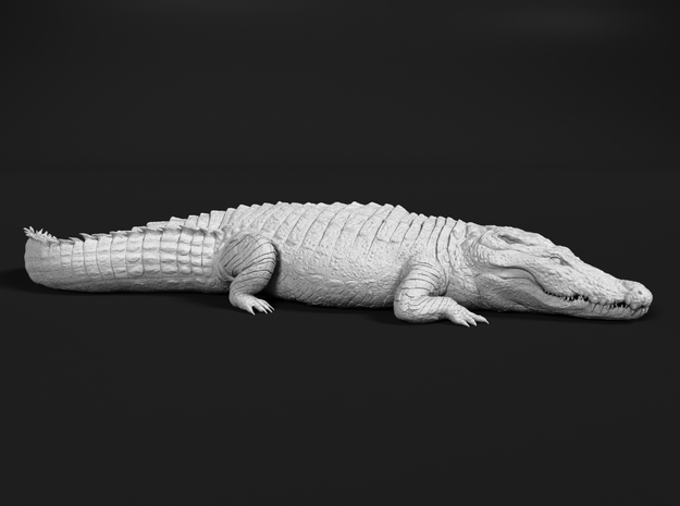 Nile Crocodile 1:25 Sunbathing in White Natural Versatile Plastic