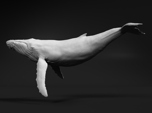 Humpback Whale 1:87 Swimming Male in White Natural Versatile Plastic