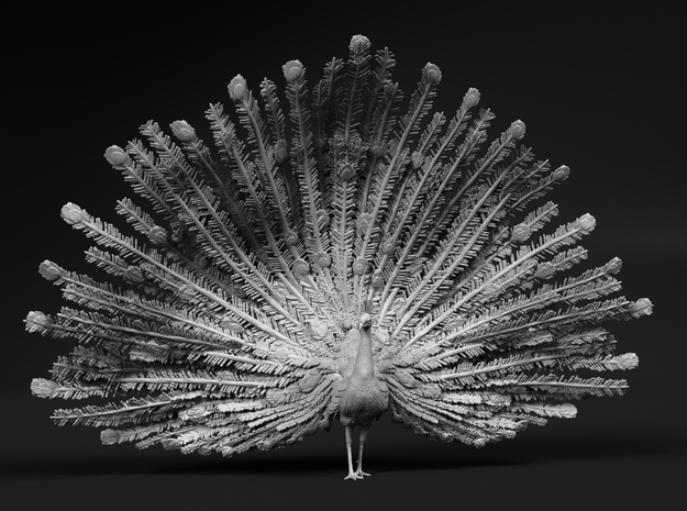 Indian Peafowl 1:16 Displaying Peacock in White Natural Versatile Plastic