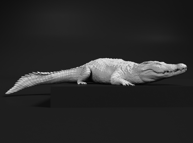 Nile Crocodile 1:22 Smaller one on river bank in White Natural Versatile Plastic