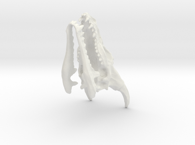 Dragon Skull and jaw. in White Natural Versatile Plastic